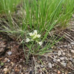 Textile onion thumbnail 1