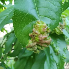 Peach Leaf Curl thumbnail 4