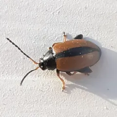 Horseradish Flea Beetle thumbnail 4