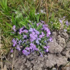Kelsey's Phlox thumbnail 1