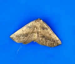 Tacparia atropunctata thumbnail 3