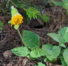 rayless arnica thumbnail 3