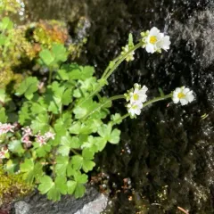 Buttercup-leaf Suksdorfia thumbnail 2