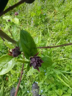 Carolina sweetshrub thumbnail 2
