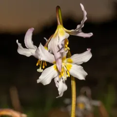 Coast Range Fawn-lily thumbnail 4