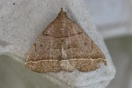 Dark Fan-foot