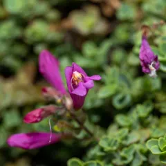 Cliff Beardtongue thumbnail 3