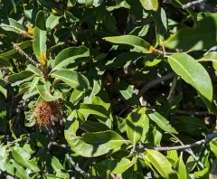 bush chinquapin thumbnail 3