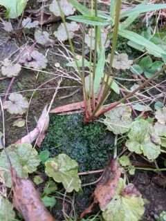 smooth hornwort thumbnail 4