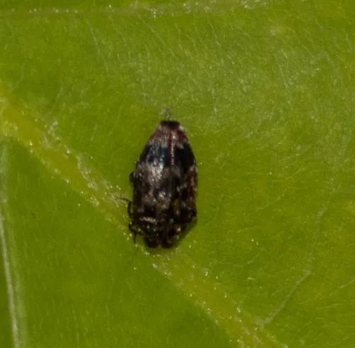 Oval Jewel Beetle