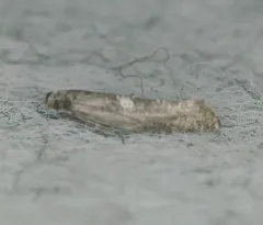 Leek Moth thumbnail 2