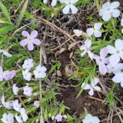 flowery phlox thumbnail 3