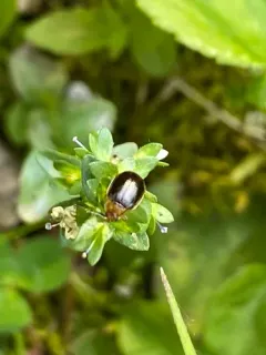 Capraita circumdata thumbnail 3