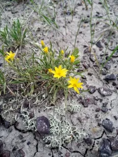 Branched False Goldenweed thumbnail 3