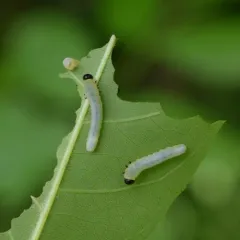 Black-headed Ash Sawfly thumbnail 3