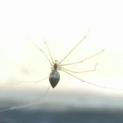 Tailed Cellar Spider thumbnail 4