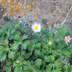 Basalt Fleabane thumbnail 4
