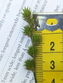 Greater Straw Sedge thumbnail 2