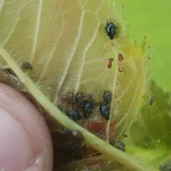 Black Cherry Aphid thumbnail 4