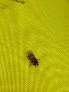Spotted-wing Bromeliad Fly thumbnail 3
