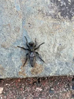 Cyrtopogon montanus thumbnail 4