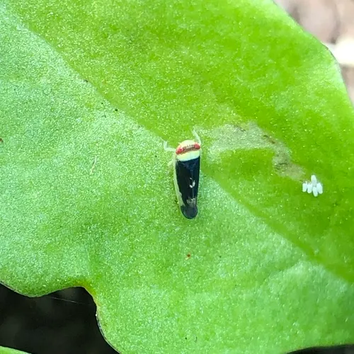 Colladonus reductus