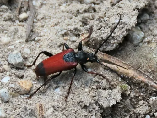 Neanthophylax mirificus