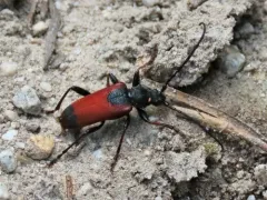 Neanthophylax mirificus thumbnail 1