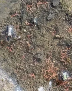Sludge Worm thumbnail 1