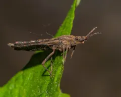 Aradus aequalis thumbnail 3