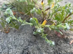 Beach Cryptantha thumbnail 4