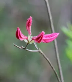 Pinxter Flower thumbnail 4
