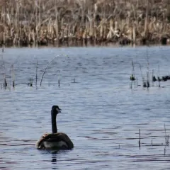 Canada Goose thumbnail 3