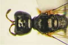 Stigmus americanus thumbnail 2