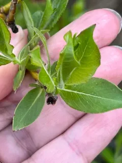 Farr's Willow thumbnail 4
