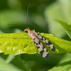 Hooded Scorpionfly thumbnail 4