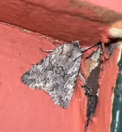 Lacinipolia patalis thumbnail 4