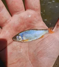 Red Shiner thumbnail 3