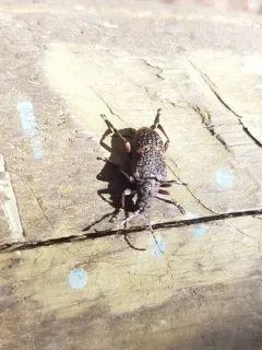 Sachalinobia rugipennis thumbnail 2