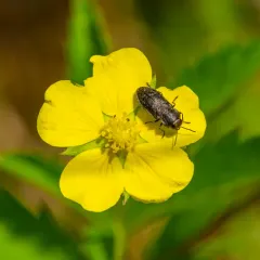 Dandelion Anthaxia Beetle thumbnail 4