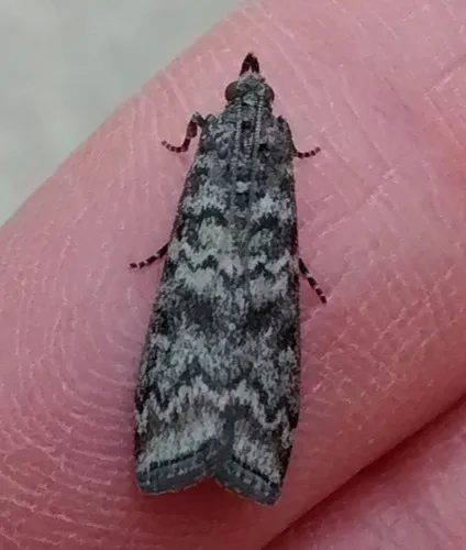 Evergreen Coneworm Moth