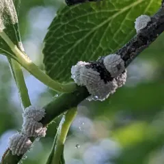 Hawthorn Mealybug thumbnail 1