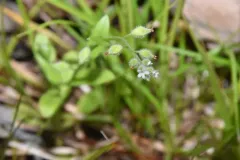 large-seeded forget-me-not thumbnail 3