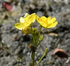 swollen bladderwort thumbnail 4