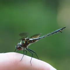Ocellated Emerald thumbnail 4