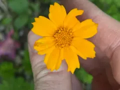 lobed coreopsis thumbnail 1