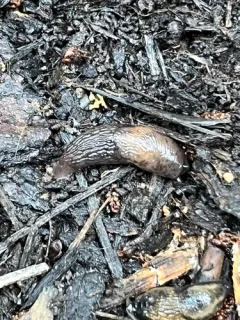 Chestnut Slug thumbnail 3