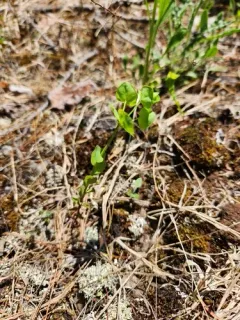 wood spurge thumbnail 2