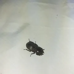 Antelope Beetle thumbnail 3