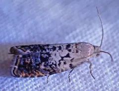 Fletcher's Cydia Moth thumbnail 3